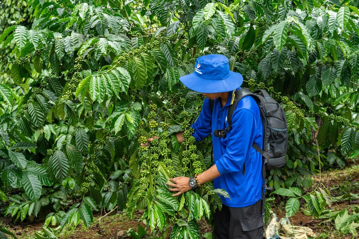 Eje Cafetero Honduras – café de especialidad