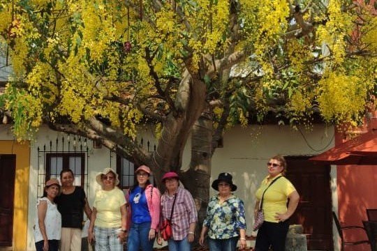 Árbol de flores amarillas en Comayagua