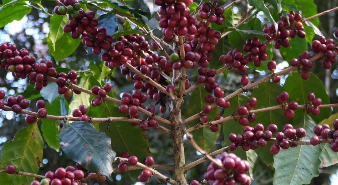 Eje Cafetero Honduras