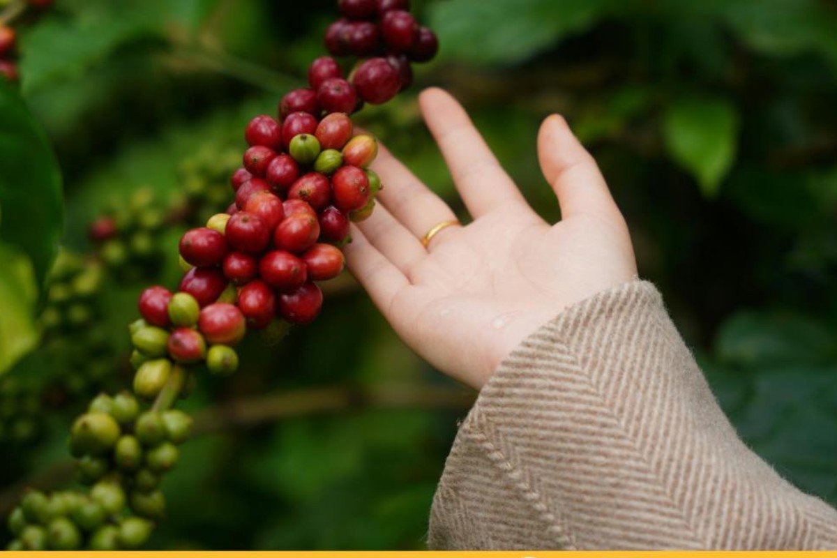 Mano tocando cerezas de café en el Eje Cafetero, Copán Ruinas, Honduras