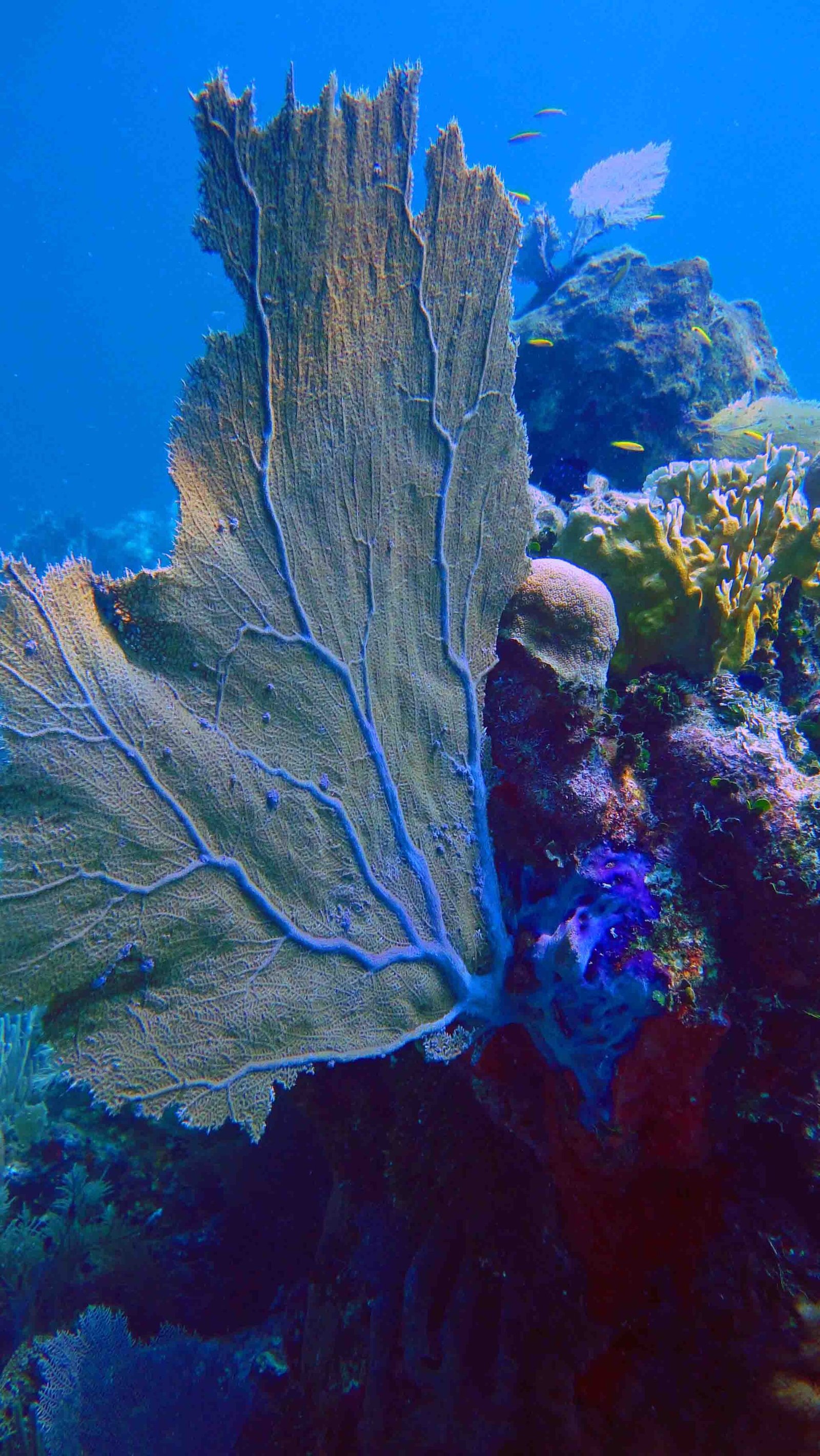 Arrecifes de coral en Utila