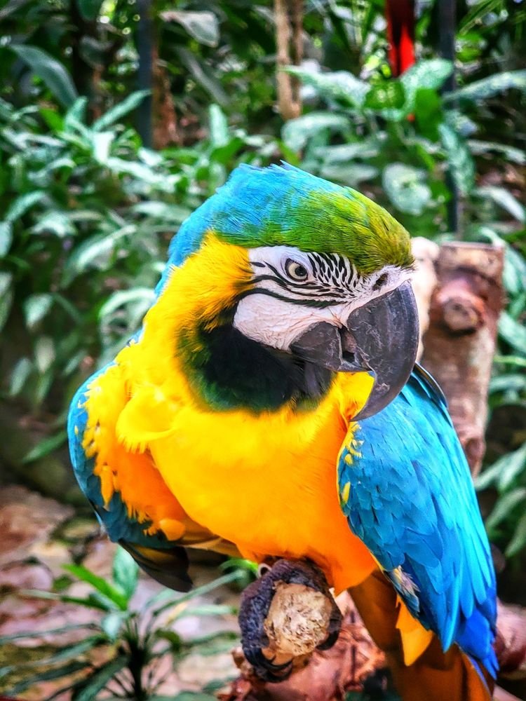 Guacamaya en Copan